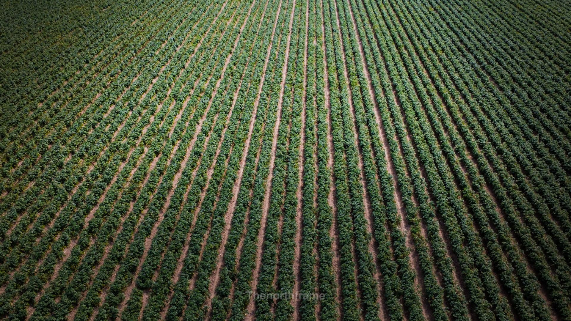 Field Lines