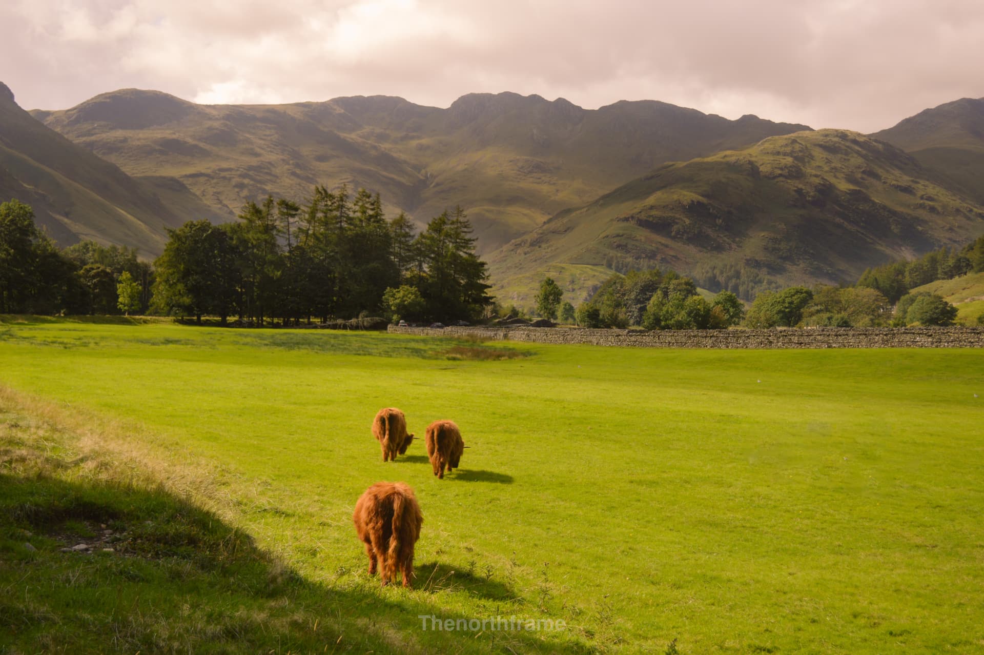Highland Cows Below the Fells