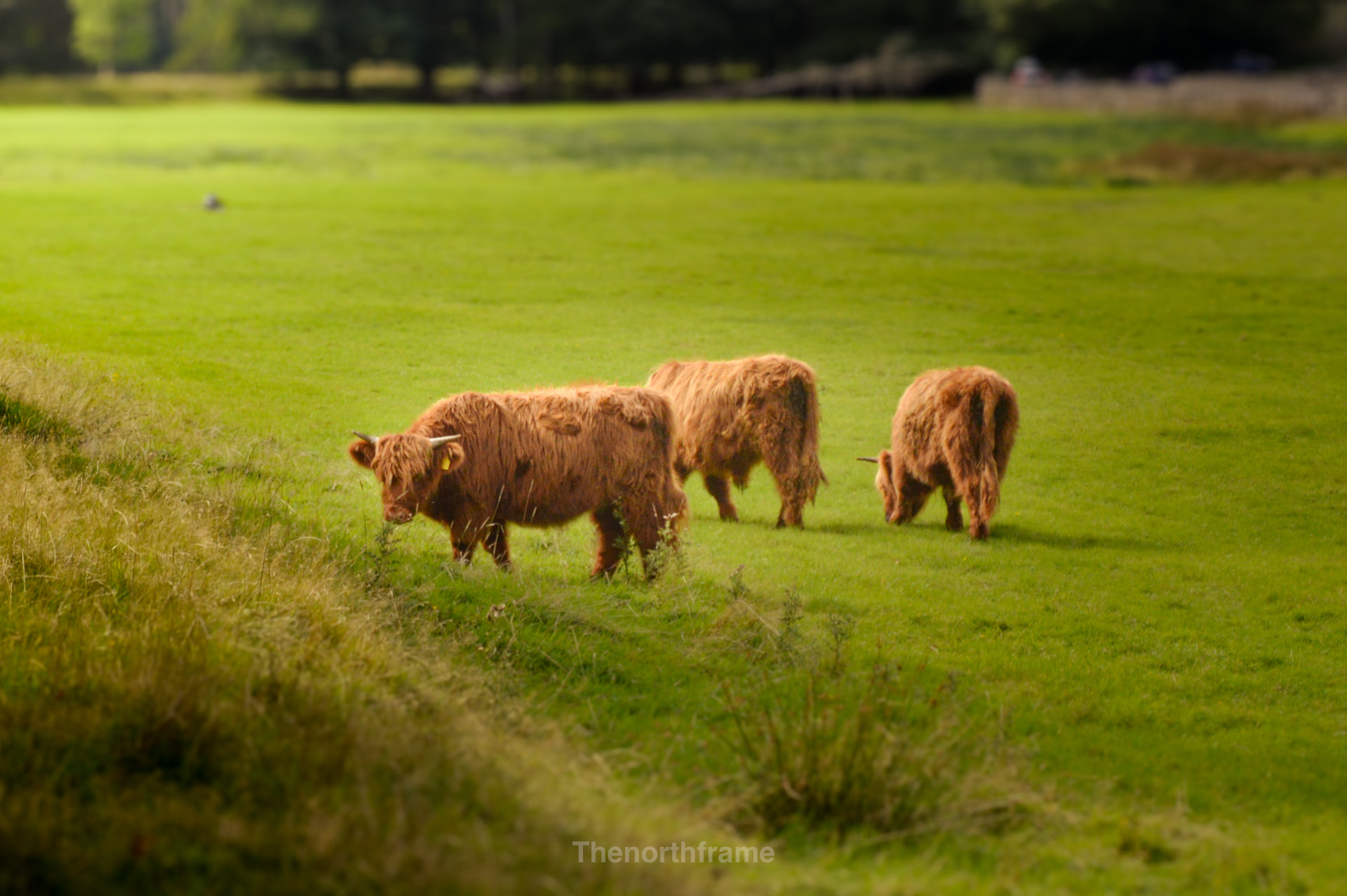 Highland Cows Grazing